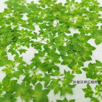 金翠花小花冠-綠色-押花花材