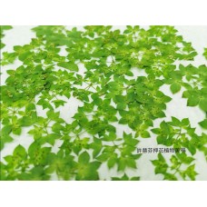 金翠花小花冠-綠色-押花花材