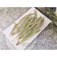 山茂尖-原色-押花花材