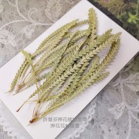 山茂尖-原色-押花花材