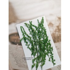 茵陳蒿花-染綠色-押花花材