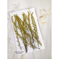 茵陳蒿花-原色-押花花材