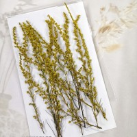 茵陳蒿花-原色-押花花材