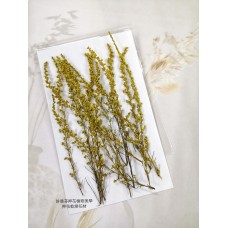 茵陳蒿花-原色-押花花材
