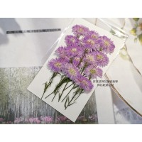 孔雀草花-側面紫色