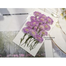 孔雀草花-側面紫色