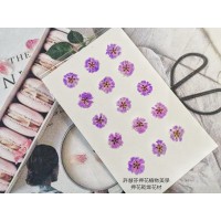 滿天星-紫紅色正面-押花花材