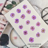 滿天星-紫紅色正面-押花花材