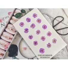 滿天星-紫紅色正面-押花花材