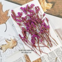 水晶花-桃紅-押花花材