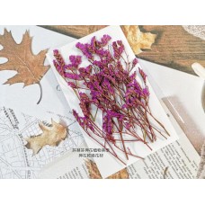 水晶花-桃紅-押花花材