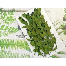 尤加利葉-綠色-押花花材