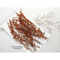 茵陳蒿花-染磚紅色-押花花材