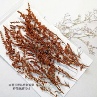 茵陳蒿花-染磚紅色-押花花材