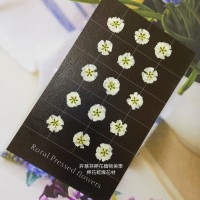 滿天星-白色正面-押花花材