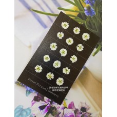 滿天星-白色正面-押花花材