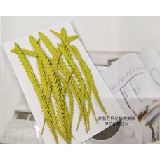 山茂尖-介黃色-押花花材