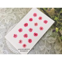 滿天星-紅色正面-押花花材