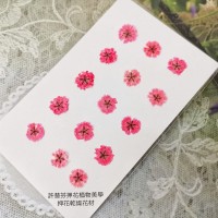 滿天星-紅色正面-押花花材