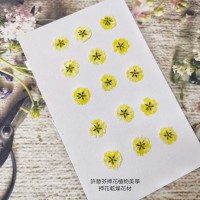滿天星-黃色正面-押花花材