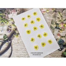 滿天星-黃色正面-押花花材