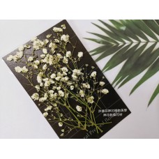 滿天星-白色帶枝-押花花材