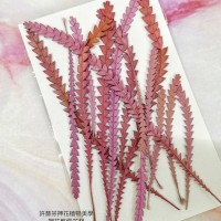 山茂尖-桃紅色-押花花材