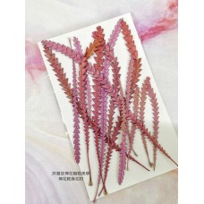 山茂尖-桃紅色-押花花材