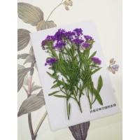 香雪球-紫色帶枝-押花花材