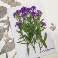 香雪球-紫色帶枝-押花花材