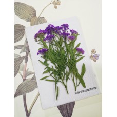 香雪球-紫色帶枝-押花花材