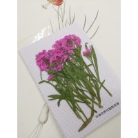 香雪球-深粉紅色帶枝-押花花材