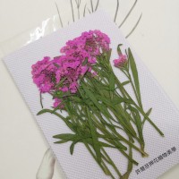 香雪球-深粉紅色帶枝-押花花材