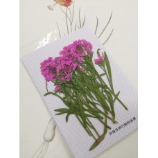 香雪球-深粉紅色帶枝-押花花材