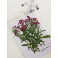 香雪球-桃紅色帶枝-押花花材