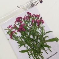 香雪球-桃紅色帶枝-押花花材