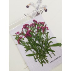 香雪球-桃紅色帶枝-押花花材