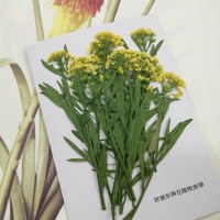 香雪球-黃色帶枝-押花花材