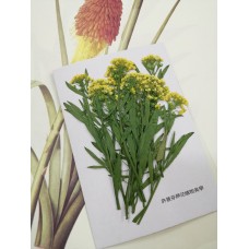 香雪球-黃色帶枝-押花花材