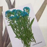 香雪球-天藍色帶枝-押花花材
