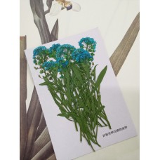 香雪球-天藍色帶枝-押花花材