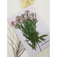 香雪球-粉紅色帶枝-押花花材