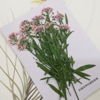 香雪球-粉紅色帶枝-押花花材