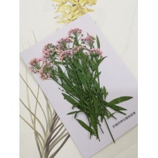 香雪球-粉紅色帶枝-押花花材