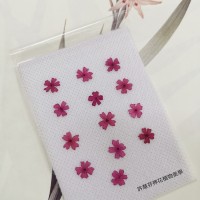 美女櫻-桃紅色-押花花材