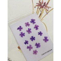 美女櫻-紫色-押花花材