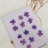 美女櫻-紫色-押花花材