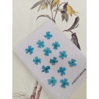 美女櫻-天藍色-押花花材