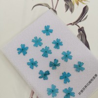 美女櫻-天藍色-押花花材