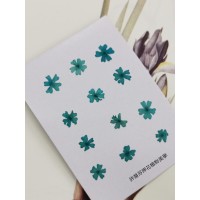 美女櫻-深天藍色-押花花材